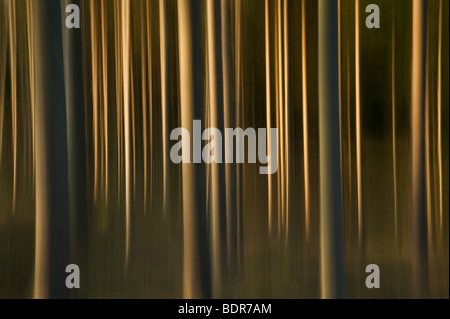 Résumé La forêt. Banque D'Images