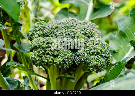 Le brocoli croissant dans le jardin d'accueil Banque D'Images