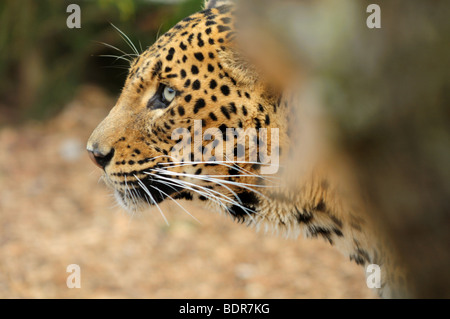 Sri-Lankais Leopard Panthera pardus kotiya (Captive) Banque D'Images