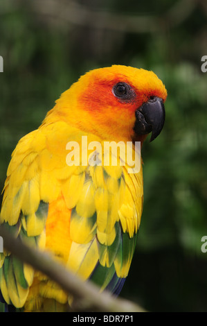 Conure soleil (Aratinga solstitialis) captif - Banque D'Images