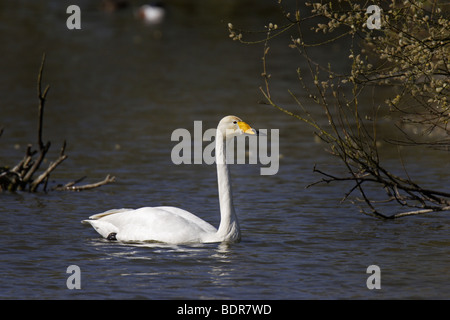 Singschwan (Cygnus cygnus cygne chanteur européen) Banque D'Images