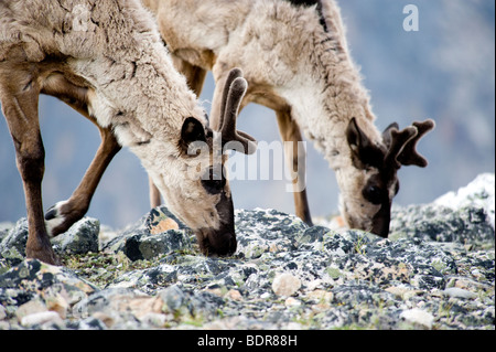 Le caribou des forêts de montagne, Jasper National Park, Alberta, Canada Banque D'Images