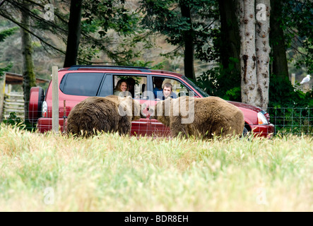 La lutte contre l'ours Kodiak masculin captif en face de touristes à la ferme Jeu olympique Sequim, Washington, USA Banque D'Images