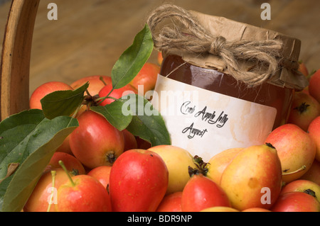 Pommier, John Downie, variété meilleur pour conserves, Banque D'Images