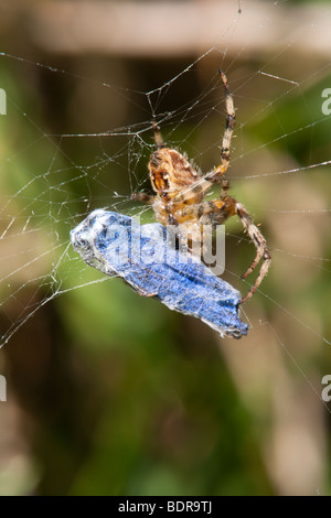 Avec un papillon bleu pris dans son site web Banque D'Images