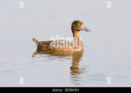 Fuligule morillon Aythya fuligula, femme, sur l'eau, au Royaume-Uni, en août Banque D'Images