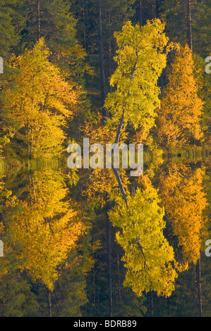 Herbstlich bunte birken spiegeln sich in einem voir, Laponie, Schweden, bouleaux d'automne reflétant dans le lac, Laponie, Suède Banque D'Images