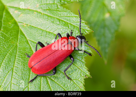 Coccinelle rouge Banque D'Images