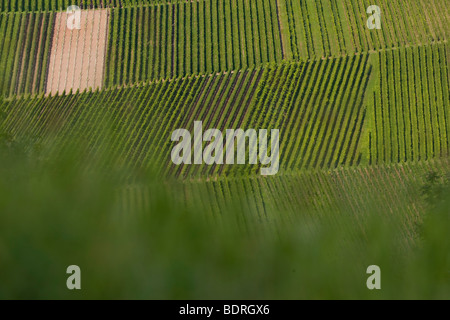 Vignes à stetten, Baden, Allemagne, Wuettemberg Weinberge bei Stetten, Deutschland, vignoble, Allemagne Banque D'Images