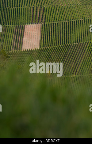 Vignes à stetten, Baden, Allemagne, Wuettemberg Weinberge bei Stetten, Deutschland, vignoble, Allemagne Banque D'Images