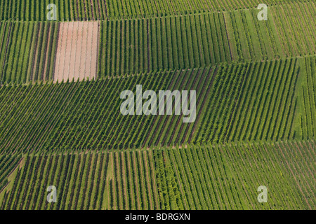 Vignes à stetten, Baden, Allemagne, Wuettemberg Weinberge bei Stetten, Deutschland, vignoble, Allemagne Banque D'Images