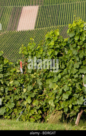 Vignes à stetten, Baden, Allemagne, Wuettemberg Weinberge bei Stetten, Deutschland, vignoble, Allemagne Banque D'Images