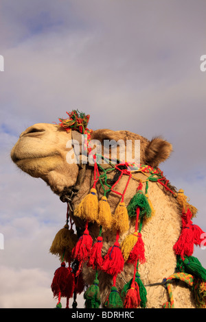 Un chameau dans le désert de Judée Banque D'Images