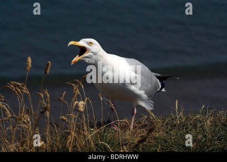 Mouette à pleine bouche sur la falaise à Whitby Banque D'Images