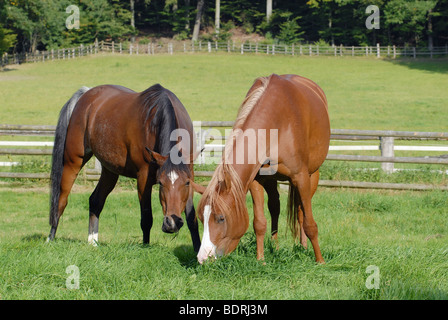 Cheval pur sang arabe, Arabisches Vollblutpferd Banque D'Images