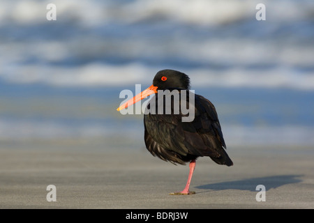 Ou du nord de l'Huîtrier Variable, Haematopus unicolor, debout sur une jambe plage détendue tiré vers le haut Banque D'Images