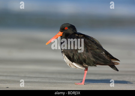 Ou du nord de l'Huîtrier Variable, Haematopus unicolor, debout sur une jambe plage détendue tiré vers le haut Banque D'Images