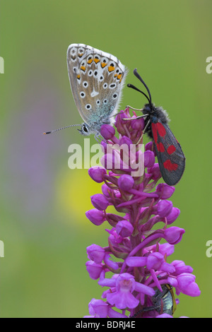 Beilfleck-Widderchen, Zygaena loti, mince Scotch Burnet. Knigsbrunner Heide, Augsbourg Banque D'Images