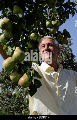 Man picking poires au verger. Banque D'Images