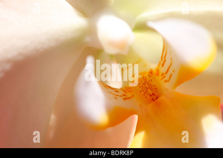 Orchidée phalaenopsis blanche romantique magnifiquement - Fine art Photography JABP photogrpahy Jane-Ann Butler582 Banque D'Images