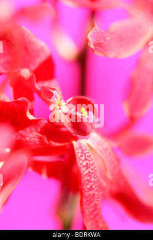 Azima étonnante orchidée mokara - fine art photography Photographie JABP Jane-Ann Butler569 Banque D'Images