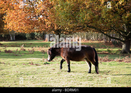 Poneys Exmoor Automne Knettishall Heath Country Park Comté de Suffolk Angleterre Grande-bretagne Banque D'Images