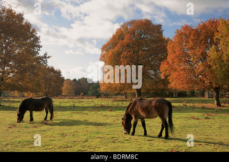 Poneys Exmoor Automne Knettishall Heath Country Park Comté de Suffolk Angleterre Grande-bretagne Banque D'Images