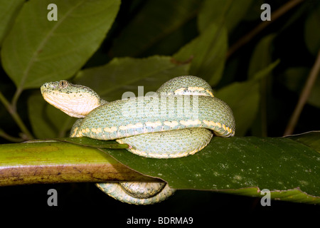 Deux rayures-pitviper forêt (Bothriopsis bilineata) dans le sous-étage de la forêt tropicale, l'Équateur Banque D'Images