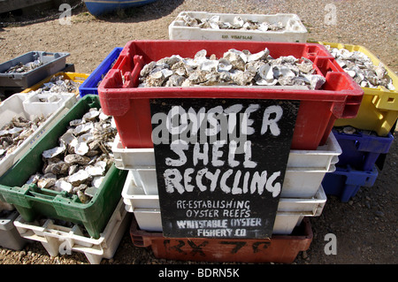 Coquille d'huître le recyclage godet, Whitstable, Kent, Angleterre, Royaume-Uni Banque D'Images