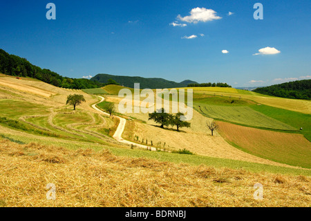 Paysage vallonné avec des champs de maïs dans le Plateau Central Suisse sur une chaude journée d'été, canton de Zurich, Suisse Banque D'Images
