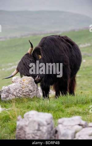 Vache highland noir par un affleurement de calcaire, au-dessus de Malham, Yorkshire du Nord. Banque D'Images