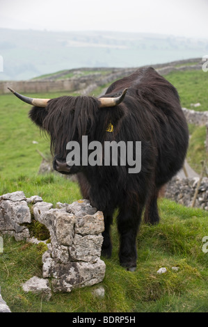 Vache highland noir par un affleurement de calcaire, au-dessus de Malham, Yorkshire du Nord. Banque D'Images