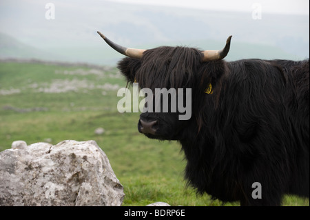 Vache highland noir par un affleurement de calcaire, au-dessus de Malham, Yorkshire du Nord. Banque D'Images