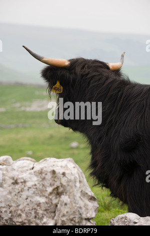 Vache highland noir par un affleurement de calcaire, au-dessus de Malham, Yorkshire du Nord. Banque D'Images