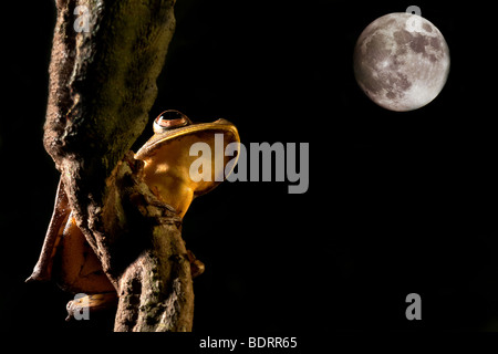 Hypsiboas rainette geograficus la nuit dans la jungle bolivienne Banque D'Images