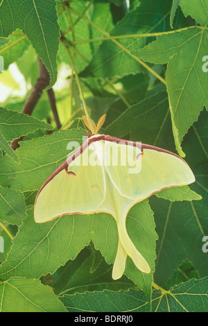 Homme Luna Moth (captive), Actias luna, sur l'arbre liquidambar Banque D'Images
