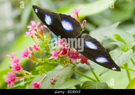 Papillon noir avec des taches blanches teintées en bleu - boire de l'off de fleurs roses Banque D'Images