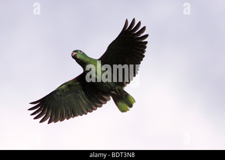 Un perroquet couronné jaune à l'air de la réserve nationale de Tambopata, Pérou, Amérique du Sud Banque D'Images