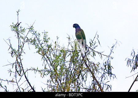 Une amazone à tête bleu assis dans un arbre à Réserve nationale de Tambopata, Pérou, Amérique du Sud Banque D'Images