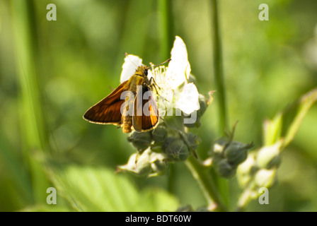 Un grand patron Ochlodes venata (papillon) se nourrissant sur une fleur de ronce. Banque D'Images