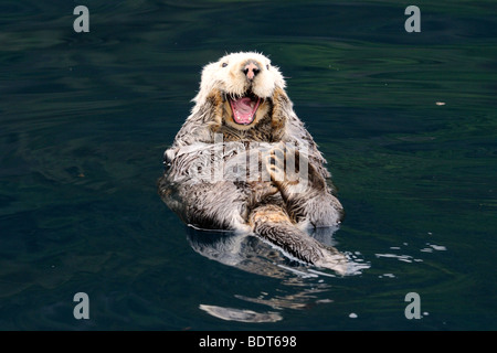 Stock photo d'une loutre de mer d'Alaska flottant sur le dos à Kachemak Bay, Alaska, 2009. Banque D'Images