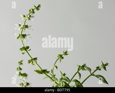 Plante de basilic tourné en studio Banque D'Images