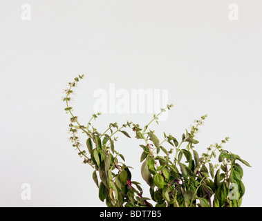 Plante de basilic tourné en studio Banque D'Images