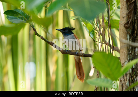 Paradise flycatcher female Sri Lanka Banque D'Images