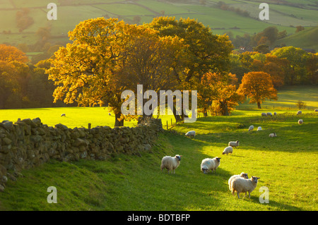 Farndale ferme aux couleurs de l'automne et les moutons, North Yorkshire Moors National Park, Angleterre. Banque D'Images