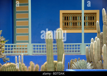 Cactii, Blue House & Museum au Jardin Majorelle ou jardin Majorelle Marrakech Maroc Banque D'Images