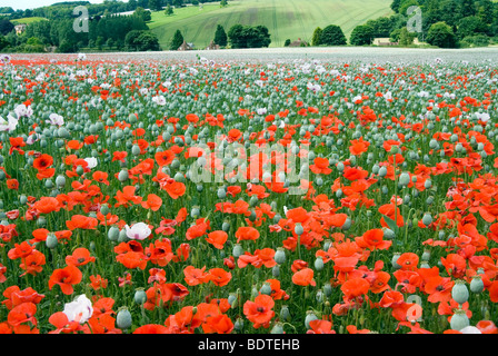 Des coquelicots sauvages intercalés entre la culture commerciale du pavot à des fins médicales dans le Hampshire, Angleterre Banque D'Images