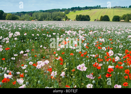 Des coquelicots sauvages intercalés entre la culture commerciale du pavot à des fins médicales dans le Hampshire Banque D'Images