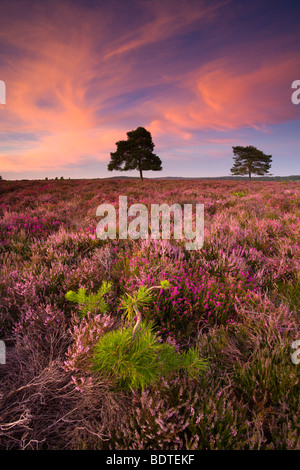 Jeune Pousse de pin et d'arbres de plus en plus parmi la floraison sur la lande de bruyère, Rockford, Commune du Parc national New Forest, Hampshire Banque D'Images