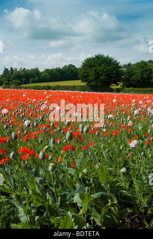 Des coquelicots sauvages intercalés entre la culture commerciale du pavot à des fins médicales dans le Hampshire Banque D'Images